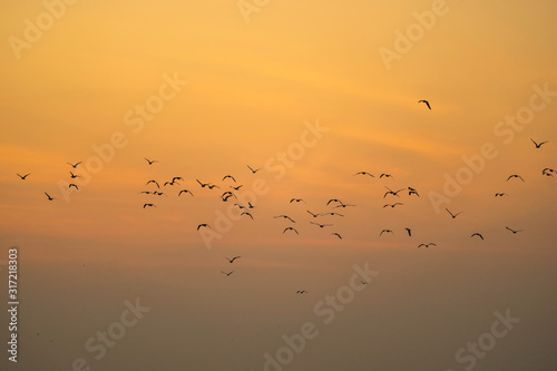 Group of silhouette seagulls flying over the sea in the morning. © Thanaphong