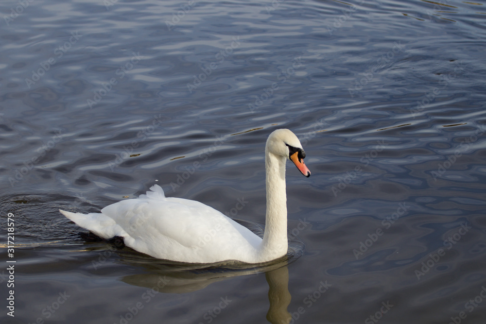Swan on the river 3