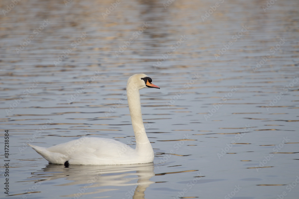 Fototapeta premium Swan on the river 2