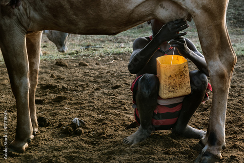 Hammer Tribe Village at Omo Valley, Konso, South of Ethiopia Milking cows in the morning photo