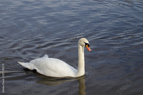 Swan on the river 3