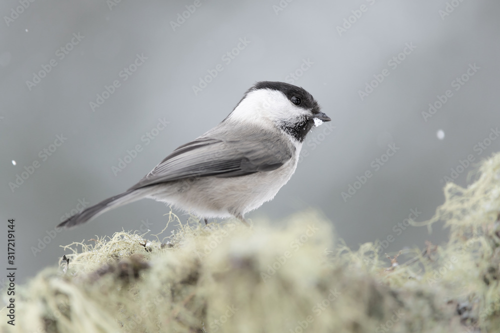 The marsh tit in winter season (Poecile palustris) The marsh tit in winter season (Poecile palustris)