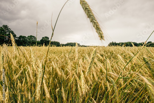 Wheat-ear blowing in wind in wheat field in summer