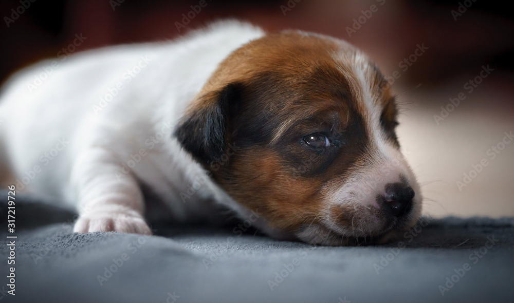 Dog puppies Jack Russell terrier right after birth. Small dogs. Dog puppies Jack Russell terrier right after birth. Small dogs.