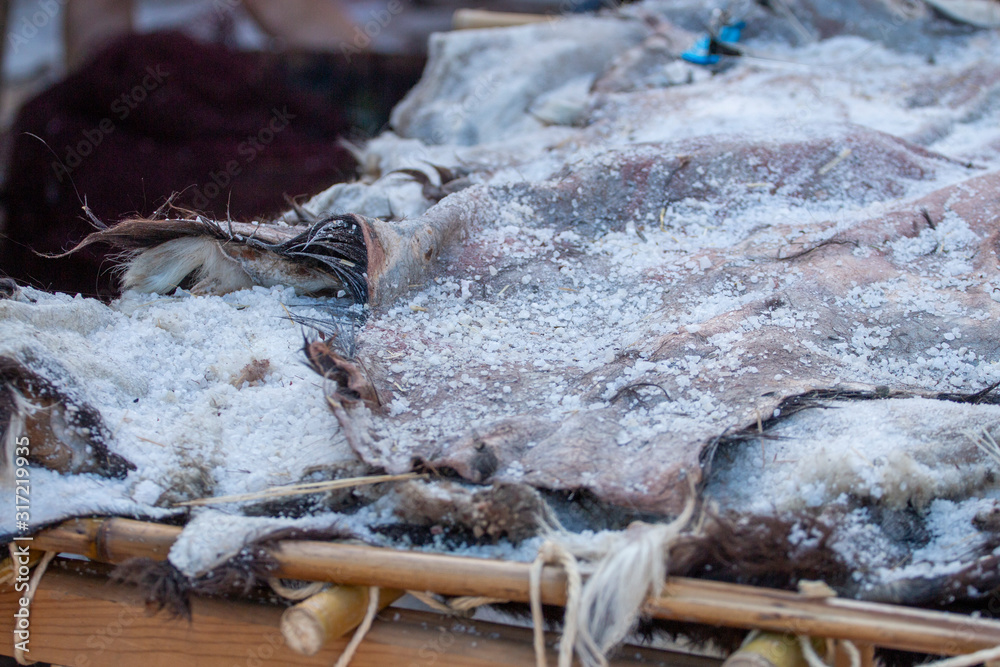 Animal hide being salted for drying Animal hide being salted for drying