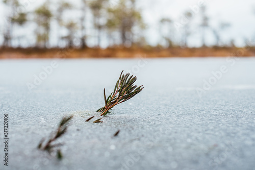 A stem of marsh Labrador tea frozen in ice in a swamp lake