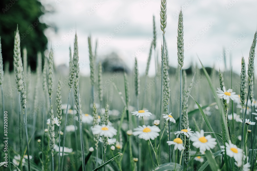 Closeup view of wheat field with some flowers