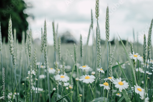 Closeup view of wheat field with some flowers photo