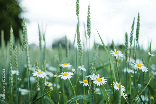 Closeup view of wheat field with some flowers