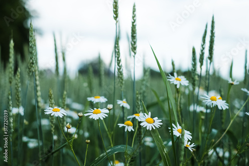 Closeup view of wheat field with some flowers