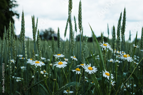 Closeup view of wheat field with some flowers