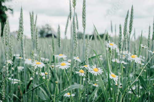 Closeup view of wheat field with some flowers