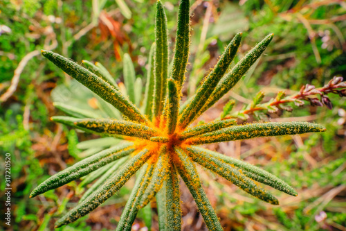 A close up macro view of tiny plants on nature trail in bog