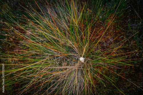 A close up macro view of tiny plants on nature trail in bog