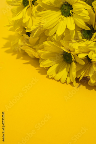 Yellow chrysanthemum bouquet on yellow background. Copy space  © chandlervid85