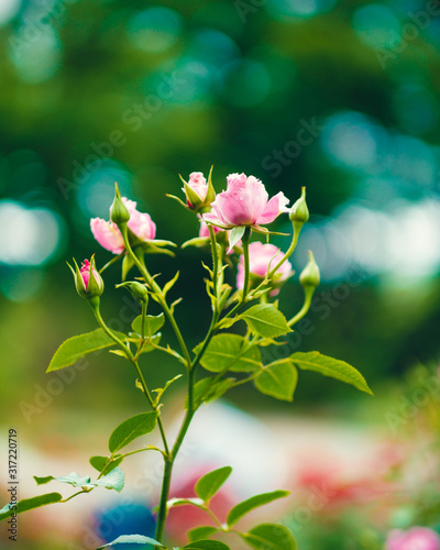Delicate pink rosebuds and blossoms with green leaves, set against a blurred natural background.