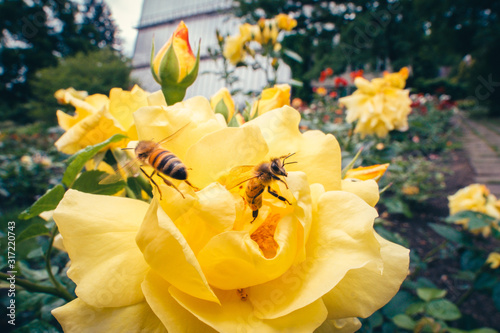 Closeuop view of colorful roses in the garden