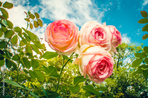 Blooming pink and cream roses against a bright blue sky with lush green foliage, bathed in natural sunlight.
