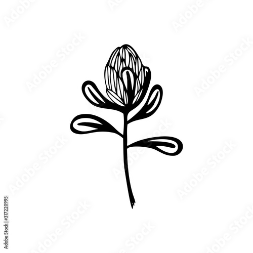 Hand drawn flower Protea on a white isolated background. Simple outline illustration.