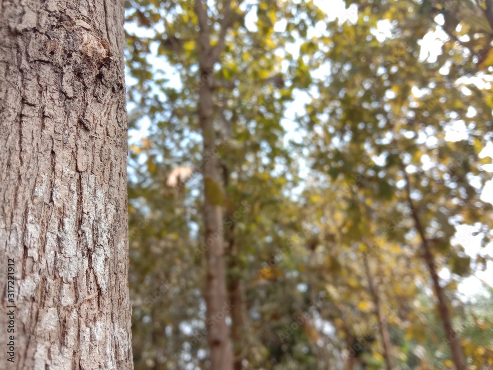 Forest trees