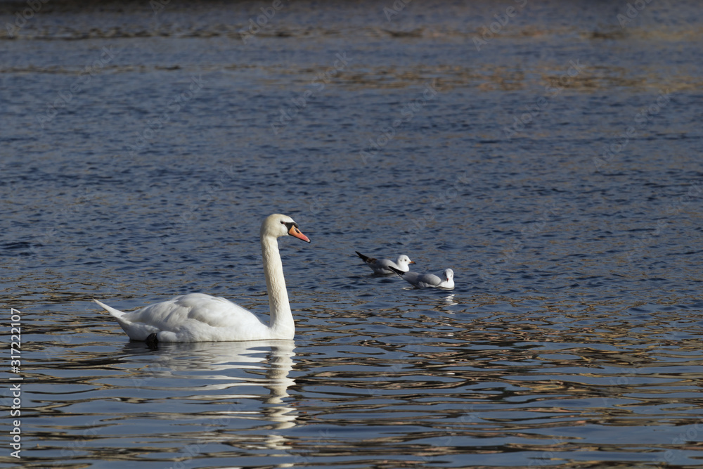 Swan and Black-headed gulls