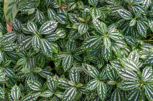 Pilea cadierei or aluminium plant, watermelon pilea houseplant leaves texture photo