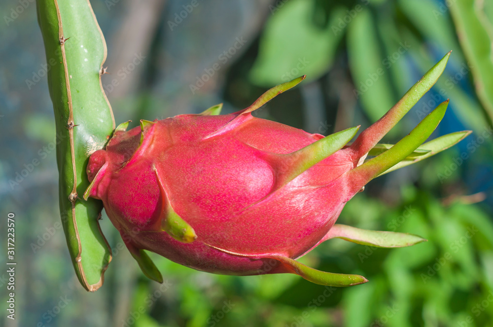 Fototapeta premium Dragon fruit or pitaya