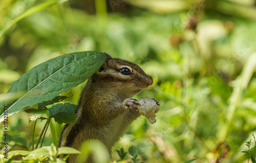 the Chipmunk hid under a green leaf and eats