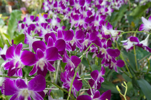 Beautiful purple orchids flower on a branch