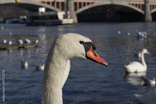 Fototapeta Naklejka Na Ścianę i Meble -  Swans and seagulls on river