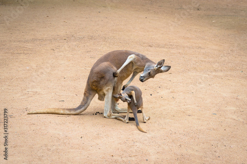 Australian eastern grey kangaroo female with joey looking into the pouch