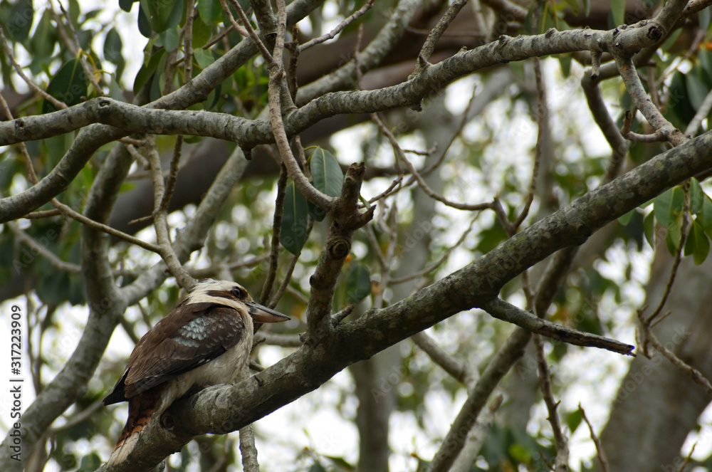 Kookaburra in a tree