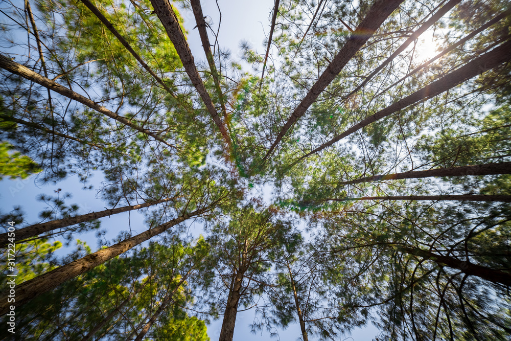 Looking up timber trees in the forest Looking up timber trees in the forest