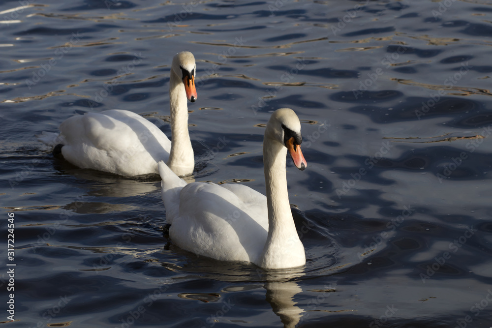 A pair of swans on the water