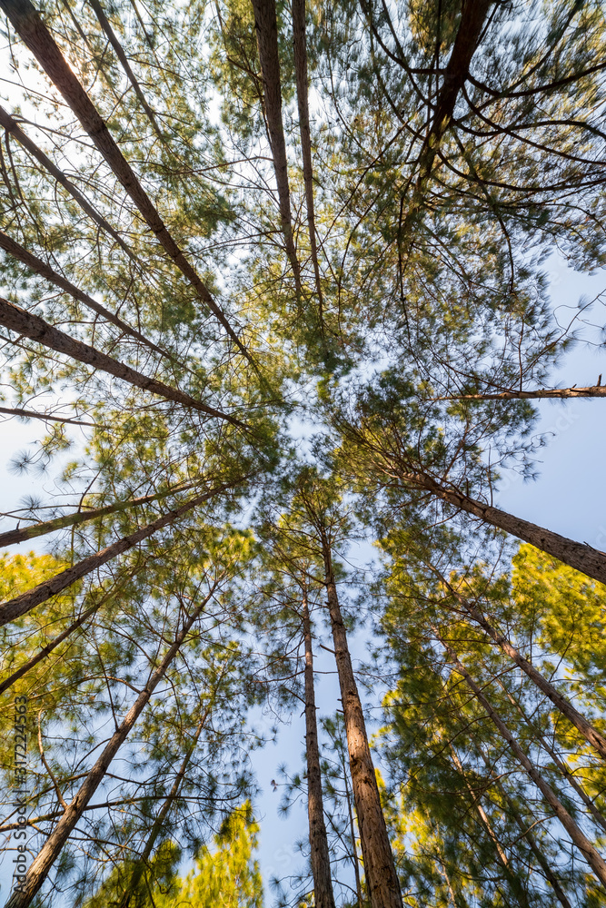 Fototapeta premium Looking up timber trees in the forest