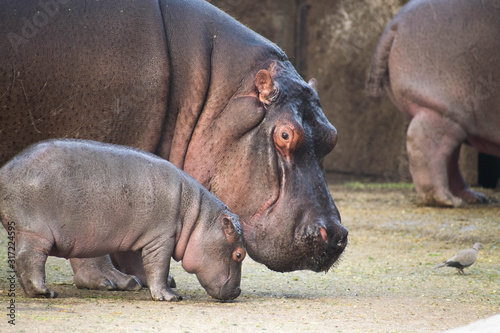 Mother Hippopotamus with baby - The common hippopotamus, or hippo, is a large, mostly herbivorous, semiaquatic mammal and ungulate native to sub-Saharan Africa.