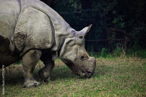 Closeup photo of an endangered white rhino - The Indian rhinoceros, also called the greater one-horned rhinoceros and great Indian rhinoceros, is a rhinoceros species native to the Indian subcontinent