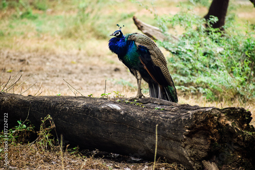 Beautiful blue and green peacock standing on a a wood with tree and green grass as a background