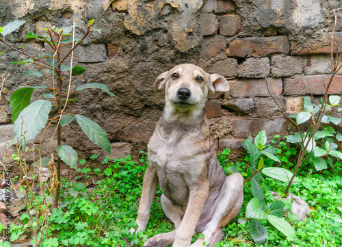 Cute little puppy sitting in the green grass. Homeless puppy looking for a shelter.