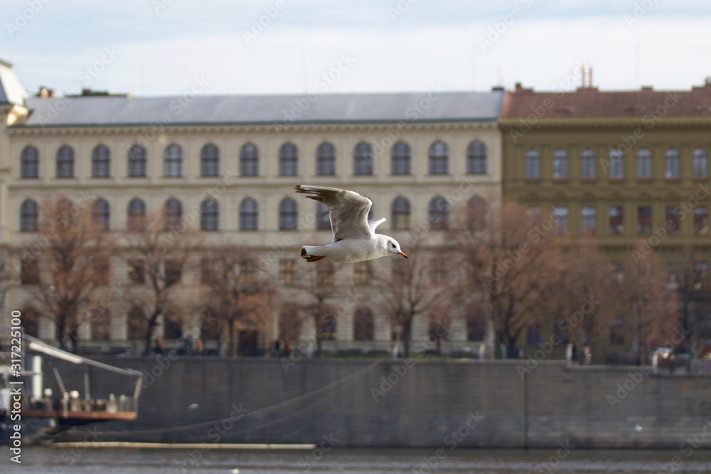 Fototapeta premium Seagull flies through the city