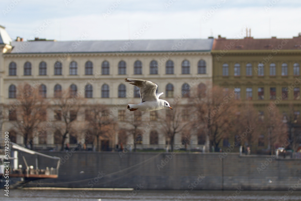 Seagull flies through the city