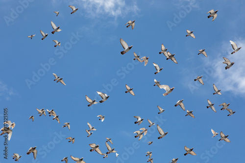 flock of speed racing pigeon flying against clear blue sky photo