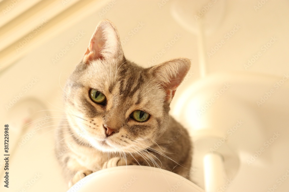Fototapeta premium 白バックじっと見つめてくる愛らしい猫コピースペースアメリカンショートヘアー