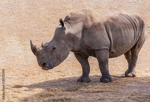 White rhinoceros standing in the sun