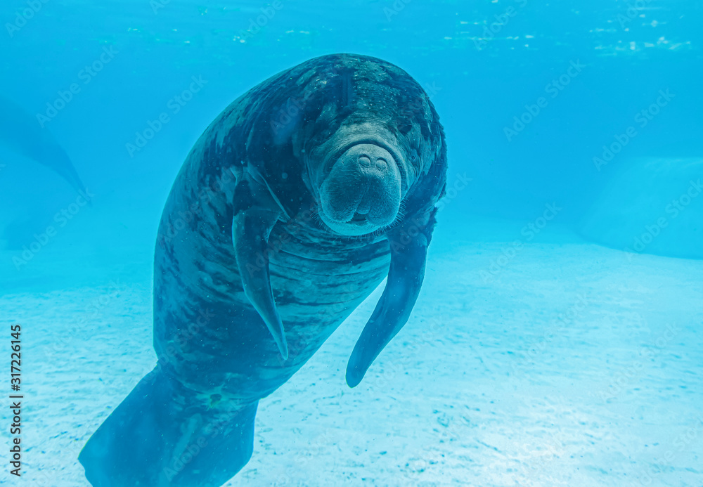 Manatee is a herbivore And breastfeeding Same family as the dugong foto