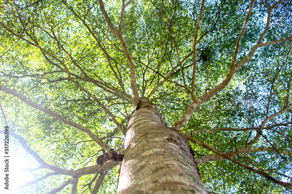 Fototapeta premium Green branches