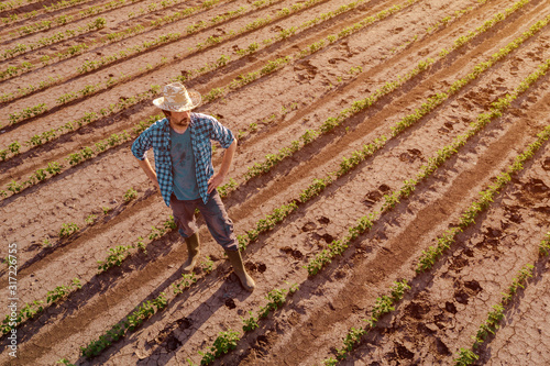 Farmer standing in cultivated soybean field, high angle view