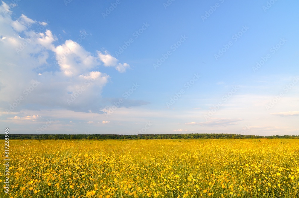 Spring nature landscape with bright yellow blooming flowers