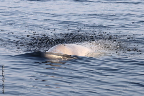 Fotografija Beluga whale or White whale (Delphinapterus leucas) swimming on calm blue sea surface closeup