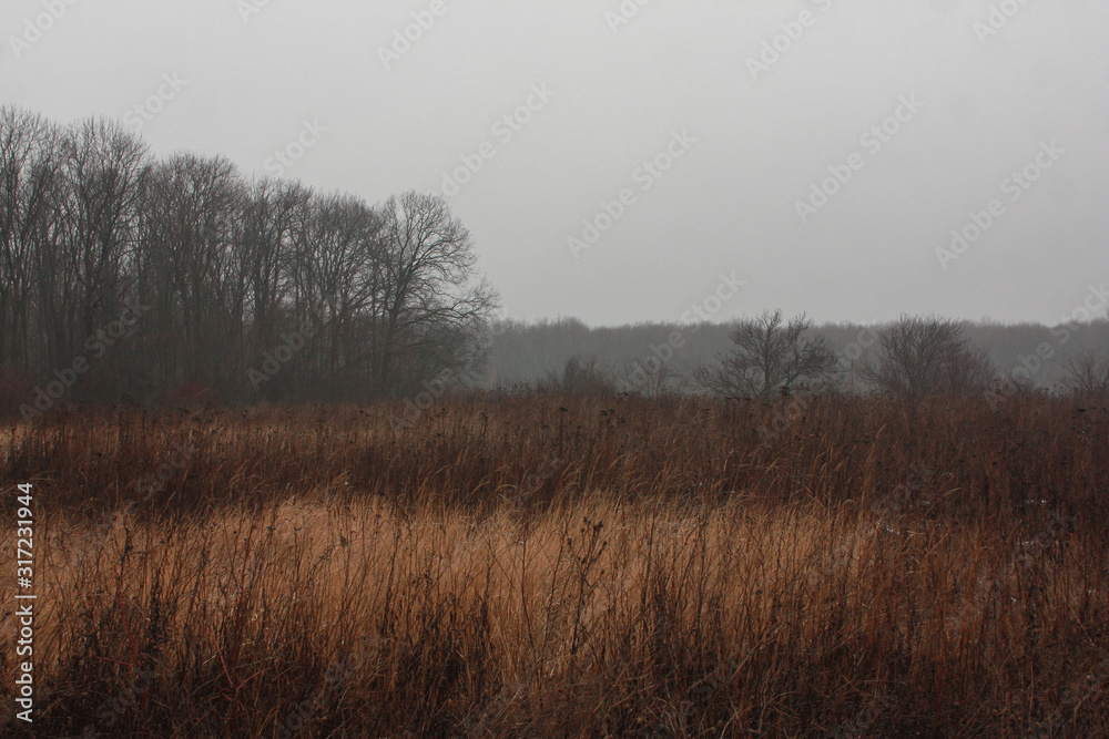 Ukrainian forest and steppe in winter when there is little snow. Open spaces with dry grass.